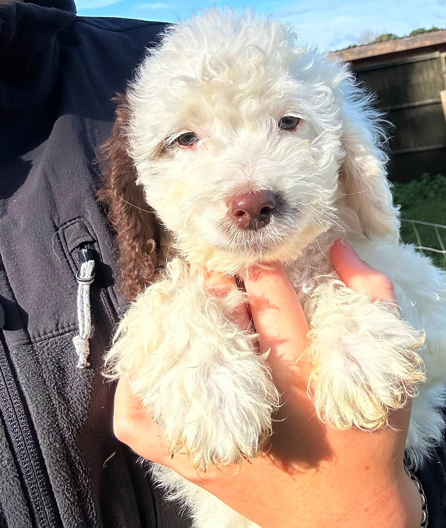 Dougie is registered to the contest to win money with this photo: beard, canidae, carnivore, companion_dog, dog, dog_breed, dog_collar, fur, glasses, goggles, labradoodle, poodle, puppy_love, sky, snout, sporting_group, sunglasses, terrier, toy_dog, water_dog