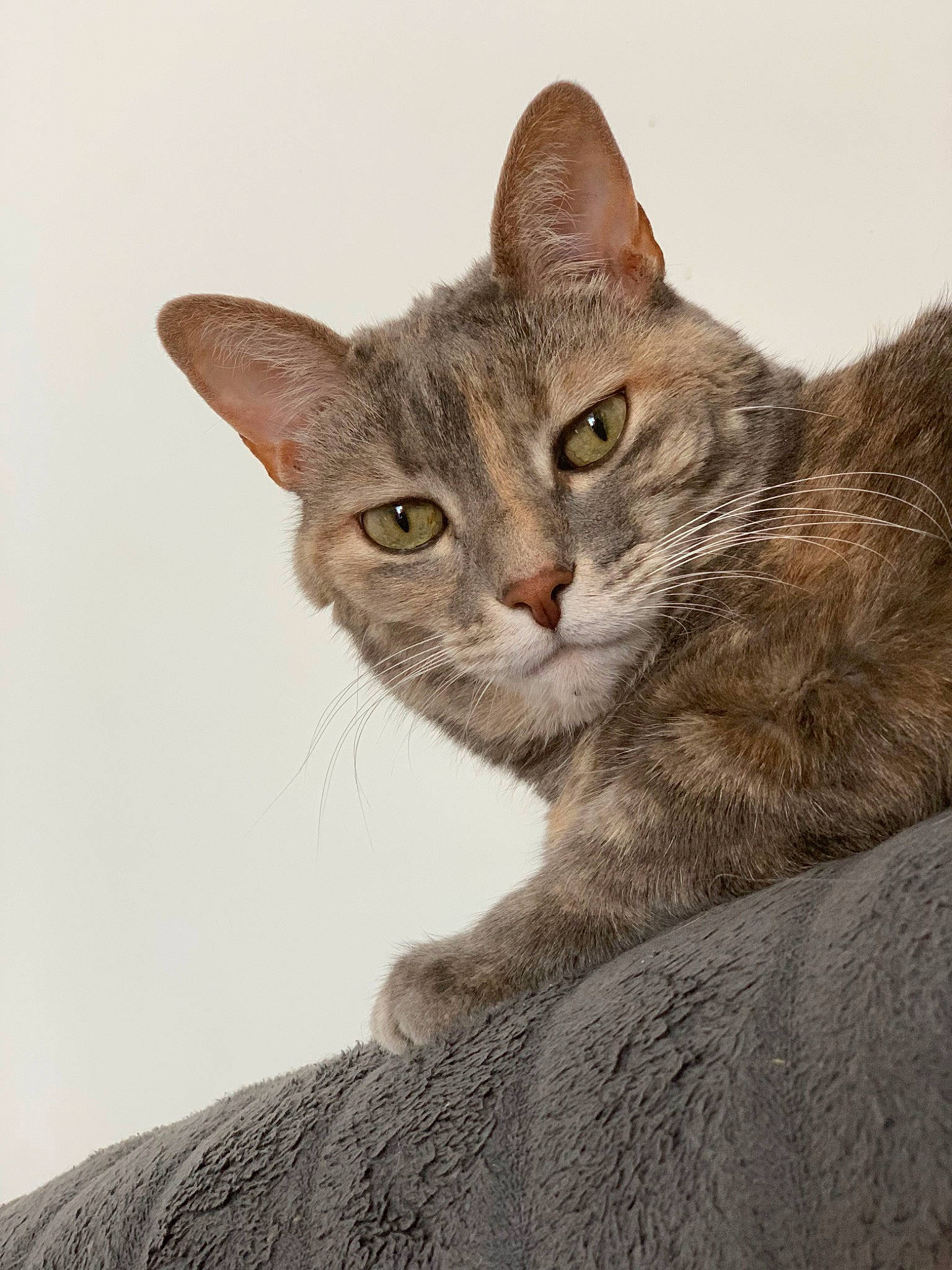 Princesse participe au concours pour gagner de l'argent avec cette photo : art, carnivore, cat, domestic_short_haired_cat, felidae, fur, illustration, painting, photo_caption, small_to_medium_sized_cats, snout, terrestrial_animal, whiskers, wildlife, window