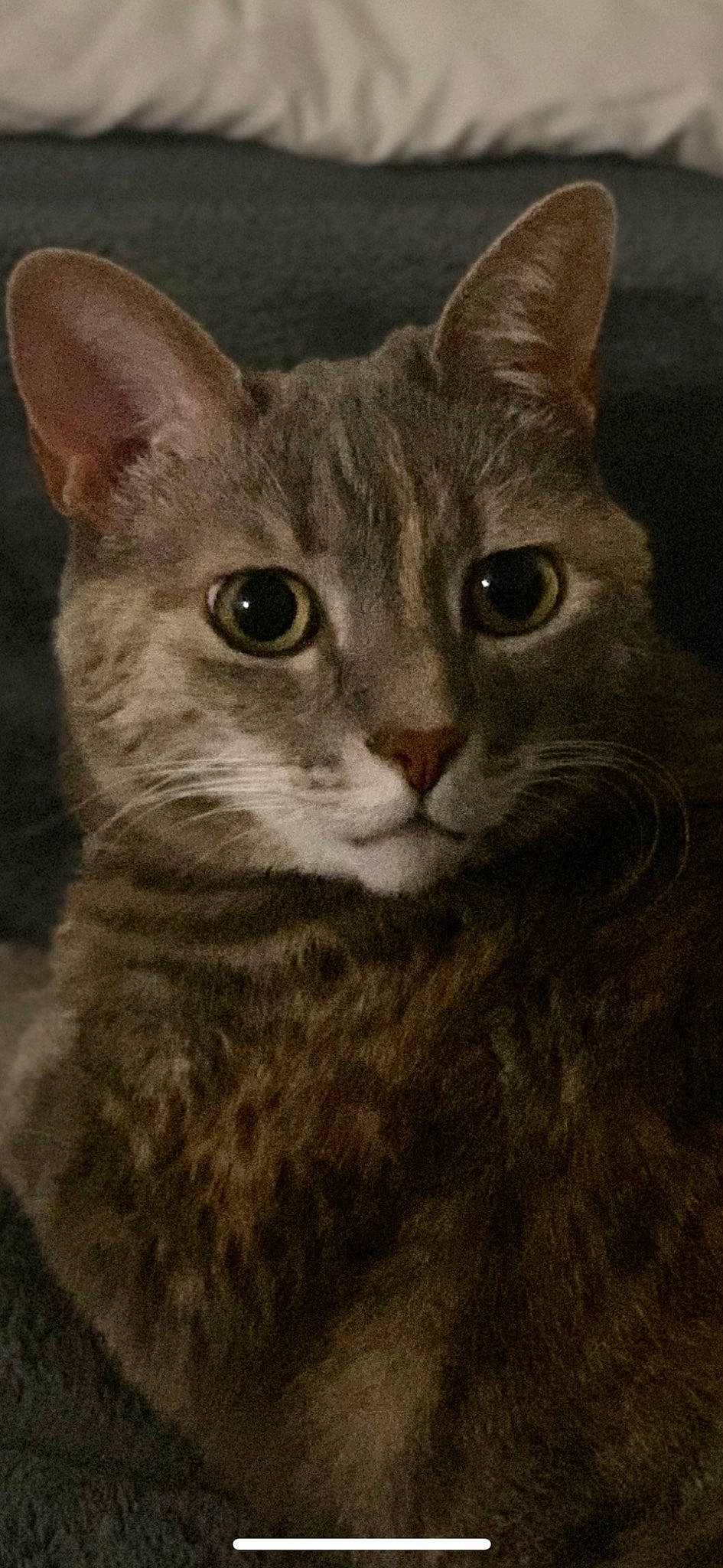 Princesse a rejoint le concours — aidez-le/la à gagner de superbes lots ! art, art_paint, carnivore, cat, domestic_short_haired_cat, drawing, felidae, fur, illustration, paint, painting, photo_caption, small_to_medium_sized_cats, snout, tail, terrestrial_animal, visual_arts, whiskers, wildlife, window