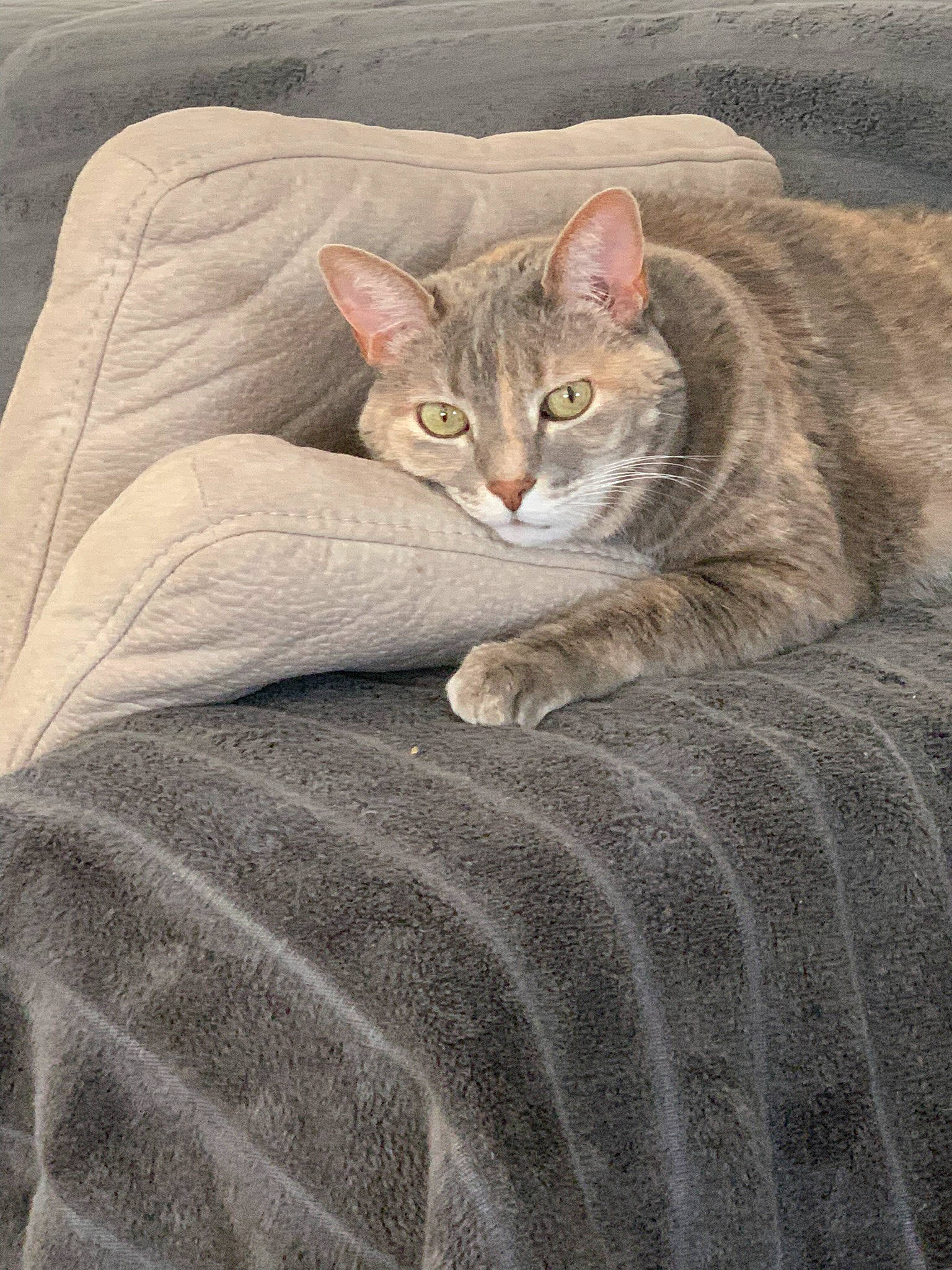 Princesse participe au concours pour gagner de l'argent avec cette photo : art, carnivore, cat, comfort, domestic_short_haired_cat, eye, fawn, felidae, fur, grey, sitting, small_to_medium_sized_cats, snout, tail, terrestrial_animal, tree, whiskers, wildlife, window, wood