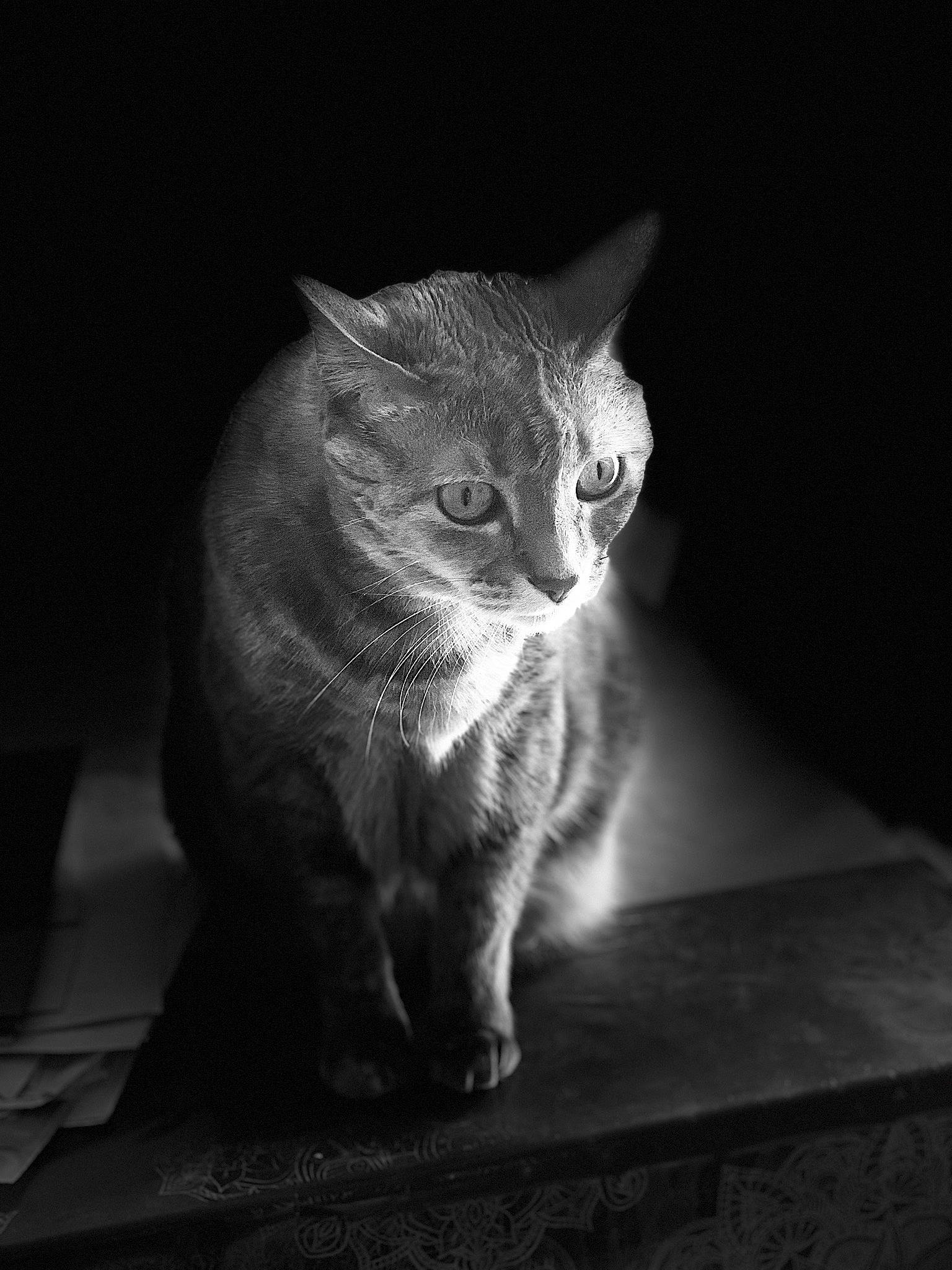 Princesse participe au concours pour gagner de l'argent avec cette photo : carnivore, cat, darkness, domestic_short_haired_cat, ear, eye, felidae, fur, grey, hand, leg, monochrome, monochrome_photography, paw, small_to_medium_sized_cats, snout, tail, whiskers, window, wood