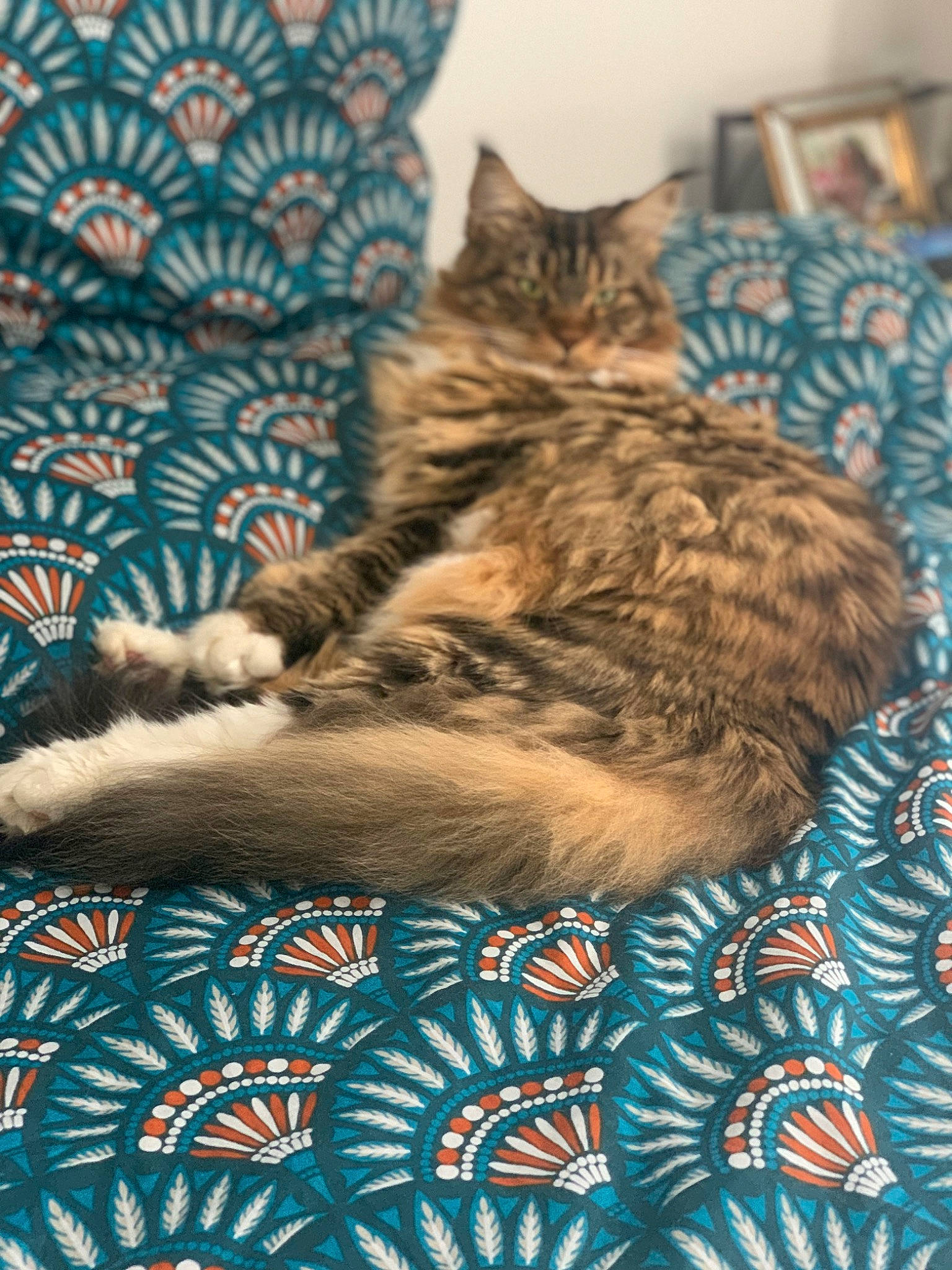 Romance participe au concours pour gagner de l'argent avec cette photo : blue, carnivore, cat, claw, comfort, domestic_short_haired_cat, felidae, fur, grey, linens, pattern, paw, plant, sitting, small_to_medium_sized_cats, snout, tail, tree, whiskers, wood