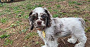 Daisy Mae joined the competition — help win amazing prizes! puppy, dog, outdoor, grass, earth, tree, fence, collar, pet, animal, cute, young, brown_and_white, fur, nature, canine, adorable, standing, looking, closeup