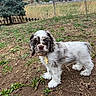 puppy, dog, outdoor, grass, earth, tree, fence, collar, pet, animal, cute, young, brown_and_white, fur, nature, canine, adorable, standing, looking, closeup