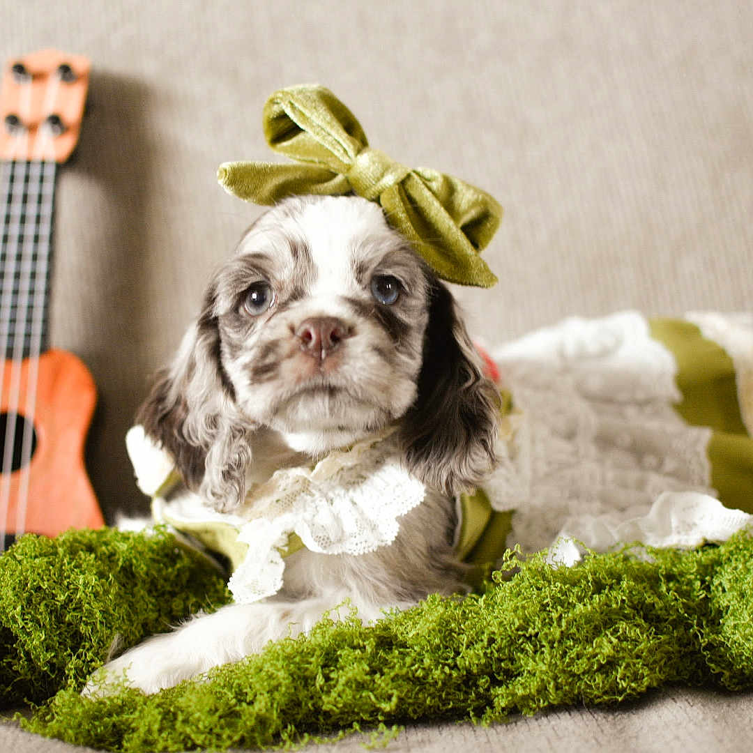 Daisy Mae joined the competition — help win amazing prizes! puppy, dog, bow, dress, green_bow, moss, ukulele, couch, indoor, pet, cute, frilly_dress, small_dog, relaxed, decor, furniture, closeup, adorable, animal, portrait