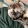 Daisy Mae is registered to the contest to win money with this photo: dog, sleeping, close_up, resting, blanket, knitted_background, cozy, pet, fur, nose, ears, indoor, relaxed, home, cute, animal, comfort, soft_texture, pattern, colorful