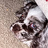 Daisy Mae is registered to the contest to win money with this photo: dog, close_up, carpet, blanket, fur, resting, pet, animal, sleepy, curly_fur, indoor, cute, relaxed, portrait, canine, laying_down, cozy, nose, head, ears