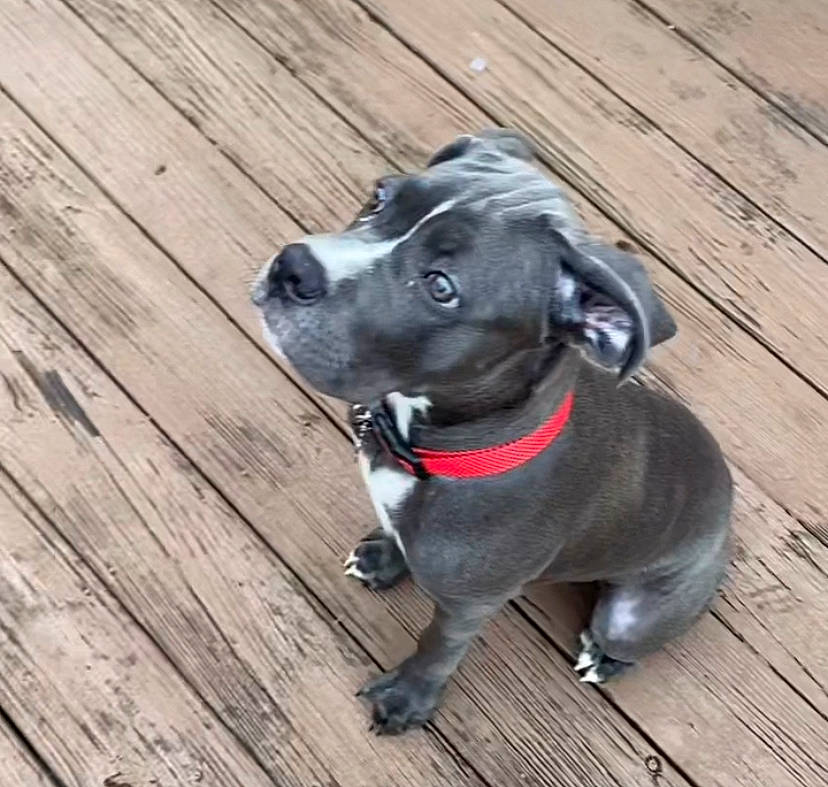 Skye is registered to the contest to win money with this photo: borador, carnivore, collar, companion_dog, dog, dog_breed, dog_collar, fawn, hardwood, leash, personal_protective_equipment, pet_supply, plank, sculpture, snout, tail, whiskers, wood, wood_stain, working_animal