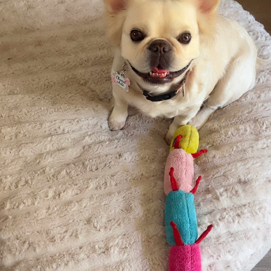 Chanel joined the competition — help win amazing prizes! animal, bed, canine, caterpillar_toy, colorful, cute, dog, domestic_animal, ears, floor, fluffy_bed, fur, happy, indoor, looking_up, pet, plush_toy, sitting, smiling, toy