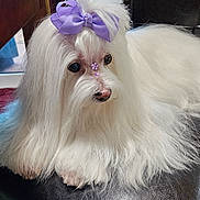 Betsy is registered to the contest to win money with this photo: dog, white_fur, long_hair, bow, purple_bow, decorations, pet, indoor, chair, leather, cute, small_dog, groomed, animal, portrait, relaxed, fluffy, adorable, companion, domestic_animal