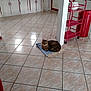 Minou a rejoint le concours — aidez-le/la à gagner de superbes lots ! cat, tabby, towel, kitchen, tile_floor, cabinet, red_cart, red_trash_can, indoor, pet, animal, resting, floor, appliance, clean, home, quiet, domestic, cozy, relaxed