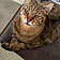 Minou