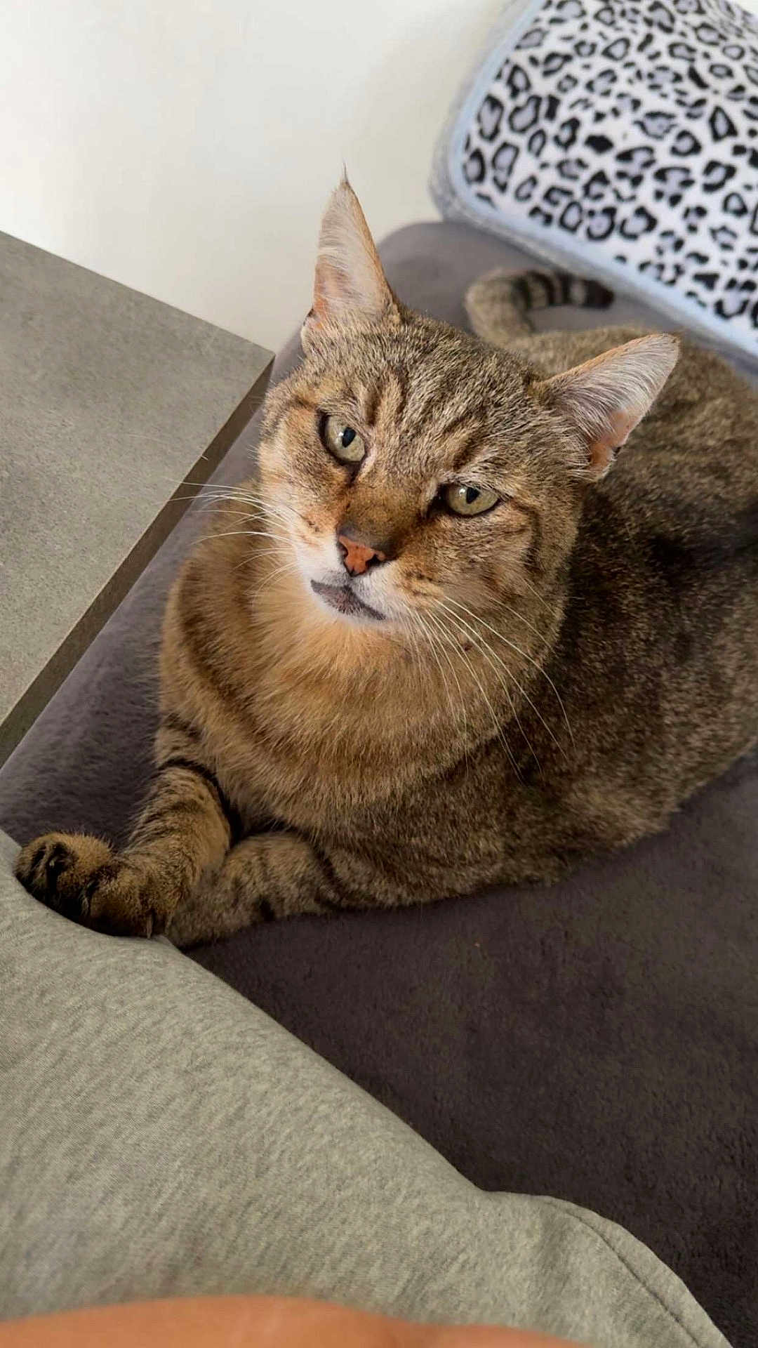 Minou participe au concours pour gagner de l'argent avec cette photo : cat, tabby, pet, animal, feline, indoor, cushion, leopard_print, fur, whiskers, ears, relaxed, looking_up, soft_surface, domestic, cozy, closeup, resting, cute, companion