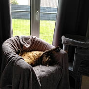 Minou participe au concours pour gagner de l'argent avec cette photo : cat, tabby_cat, armchair, blanket, window, curtain, daylight, indoor, cat_tree, furniture, relaxed, pet, cozy, sleeping, floor, tile_floor, sunlight, home, domestic_animal, resting