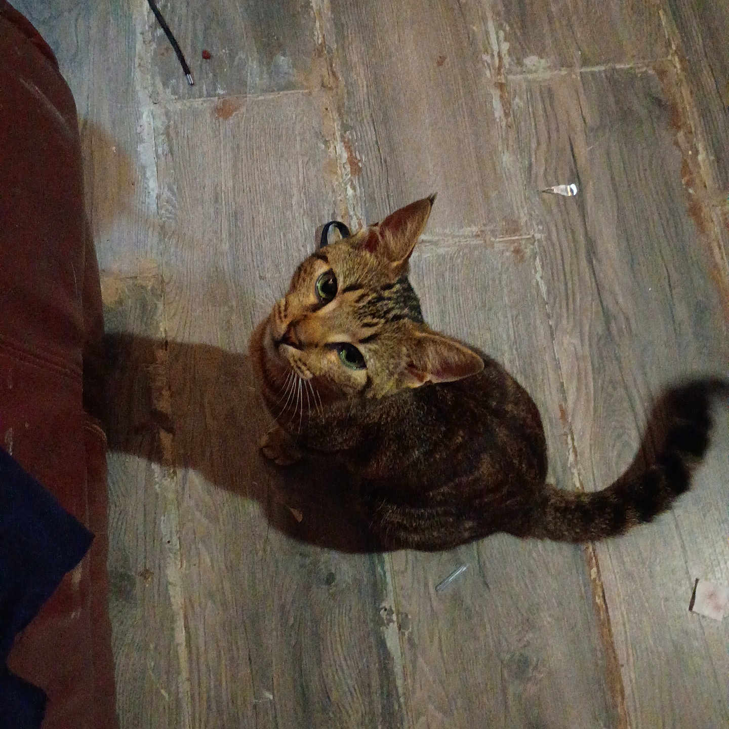 Meowcifer is registered to the contest to win money with this photo: animal, brown, cat, curious, domestic, ears, flooring, furniture, household, indoor, looking_up, mammal, pet, shadow, shoe, striped, tabby_cat, tail, whiskers, wood_floor