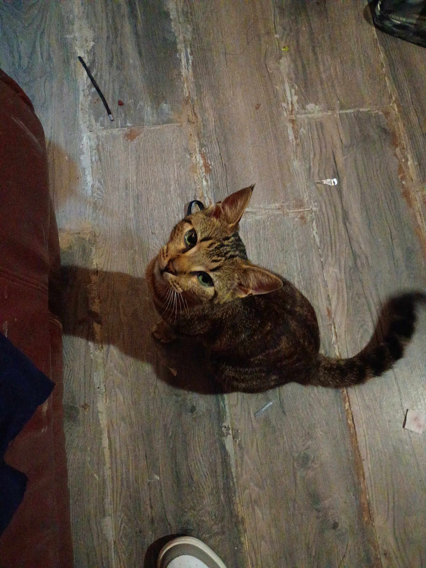 Meowcifer is registered to the contest to win money with this photo: cat, tabby_cat, wood_floor, indoor, pet, animal, looking_up, shadow, furniture, shoe, brown, striped, curious, flooring, domestic, whiskers, ears, tail, mammal, household