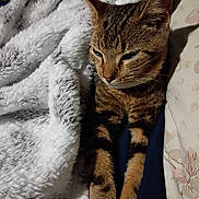 Meowcifer joined the competition — help win amazing prizes! cat, tabby, pet, animal, cozy, blanket, bed, fur, sleepy, resting, indoor, mammal, whiskers, ears, paws, striped, cute, domestic, comfort, relaxation