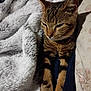 cat, tabby, pet, animal, cozy, blanket, bed, fur, sleepy, resting, indoor, mammal, whiskers, ears, paws, striped, cute, domestic, comfort, relaxation