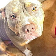 Majesty is registered to the contest to win money with this photo: amber_eyes, brown_fur, canine, carpet, casual_clothing, close_up, curious, denim, dog, ears, floor, footwear, indoor, light, looking_up, paws, pet, shadow, snout, whiskers