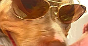 Majesty is registered to the contest to win money with this photo: accessory, animal, brown_dog, canine, casual, close_up, dog, face, fashion, foot, funny, hand, happy, indoor, pet, playful, portrait, sunglasses, tattoo, tongue_out