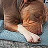 Majesty is registered to the contest to win money with this photo: animal, bed, brown_fur, calm, close_up, cozy, cute, dog, domestic, ears, furniture, indoor, paw, pet, quilt, relaxation, resting, sleeping, snout, white_paw