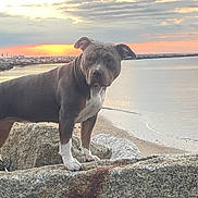 Majesty joined the competition — help win amazing prizes! dog, beach, rock, sunset, water, sky, cloud, shore, animal, pet, outdoor, nature, calm, landscape, sand, coast, quiet, sunlight, evening, alert
