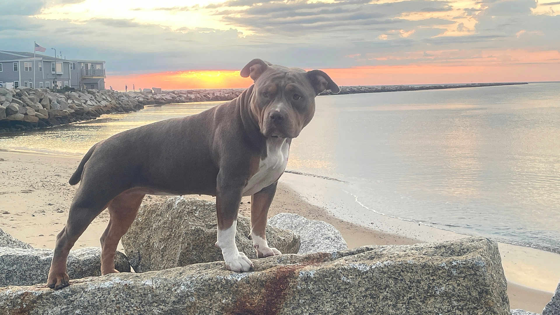 Majesty joined the competition — help win amazing prizes! dog, beach, rock, sunset, water, sky, cloud, shore, animal, pet, outdoor, nature, calm, landscape, sand, coast, quiet, sunlight, evening, alert