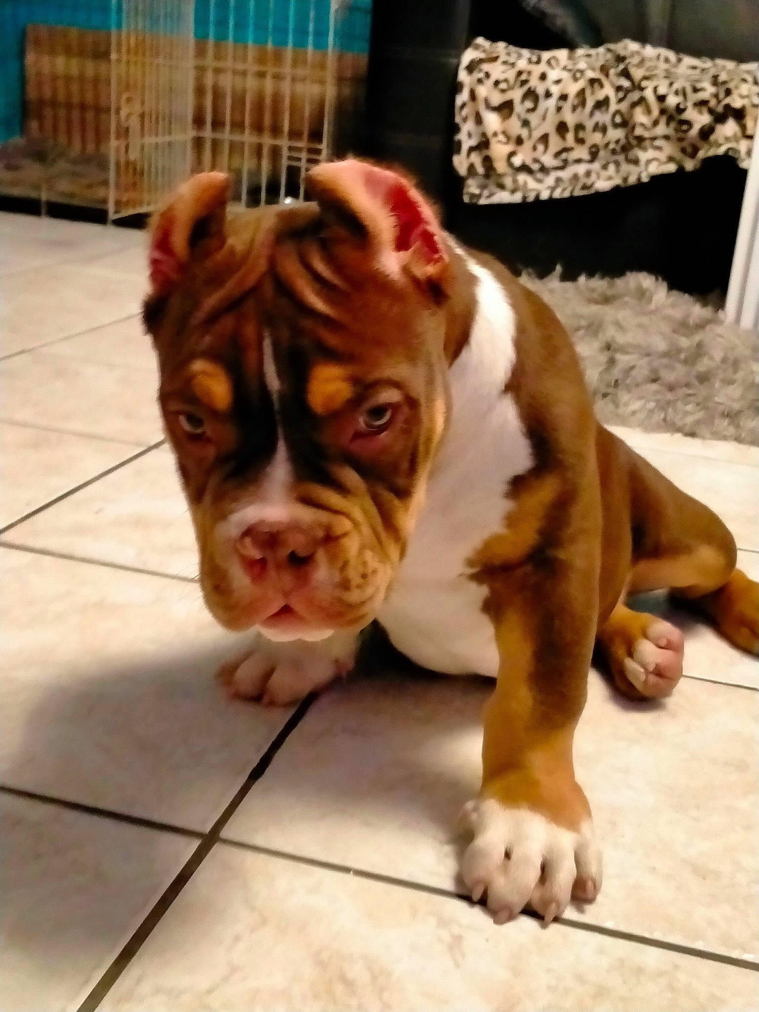 Choco participe au concours pour gagner de l'argent avec cette photo : art, bulldog, canidae, carnivore, companion_dog, dog, dog_breed, fawn, flooring, fur, liver, shar_pei, snout, sporting_group, terrestrial_animal, whiskers, white_english_bulldog, wood, working_animal, wrinkle