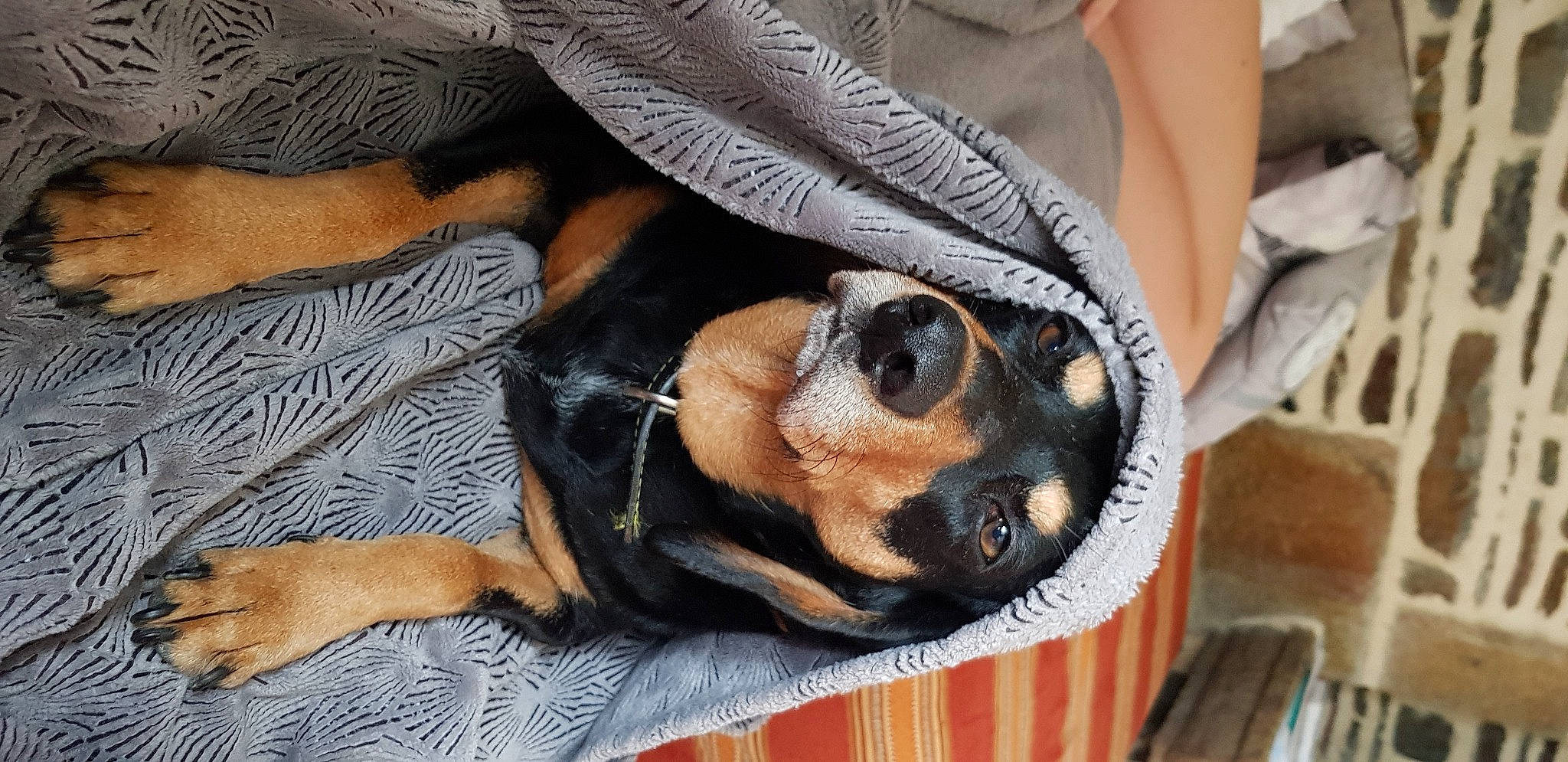 Maya