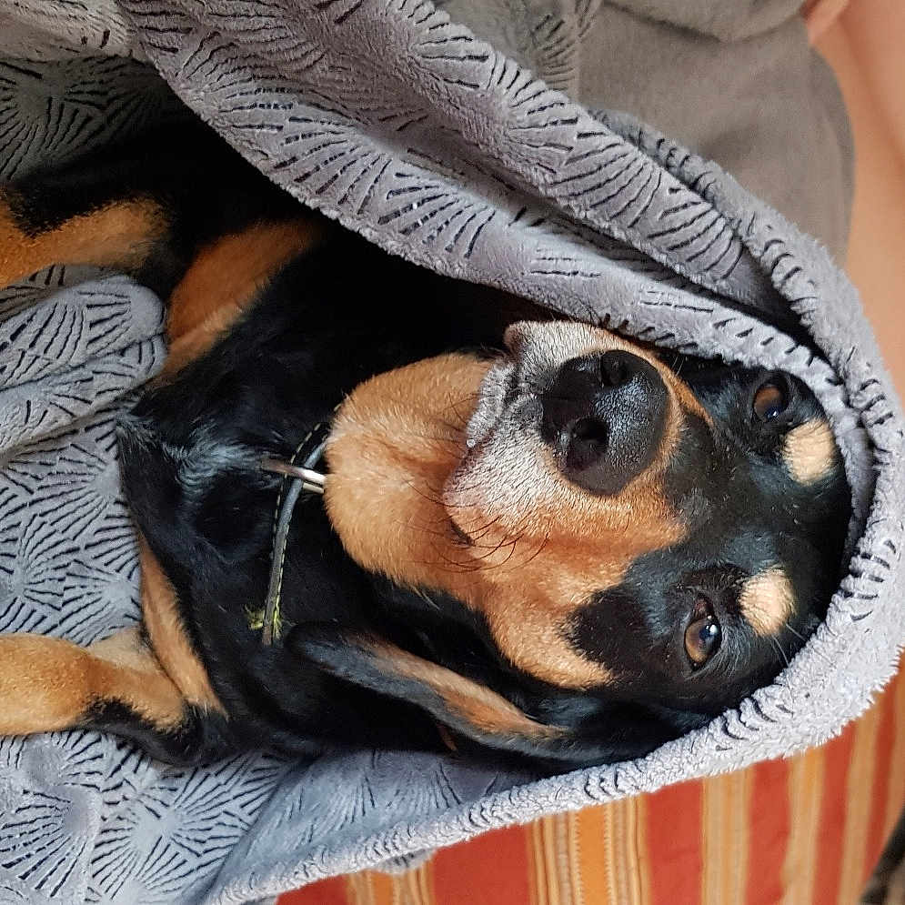 Maya