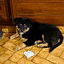 dog, puppy, black_and_tan, fur, paw, tail, muzzle, looking_at_camera, lying_down, indoor, tile_floor, brown_tiles, wooden_cabinet, household, pet, mask, chewed_mask, curious, young, closeup