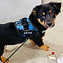 Aston a rejoint le concours — aidez-le/la à gagner de superbes lots ! dog, puppy, black_and_tan, harness, blue_camo, name_patch, leash, paw, indoor, floor, plastic_wrapping, sticker, heart_sticker, looking_up, cute, close_up, portrait, pet, fur, brown_eyes