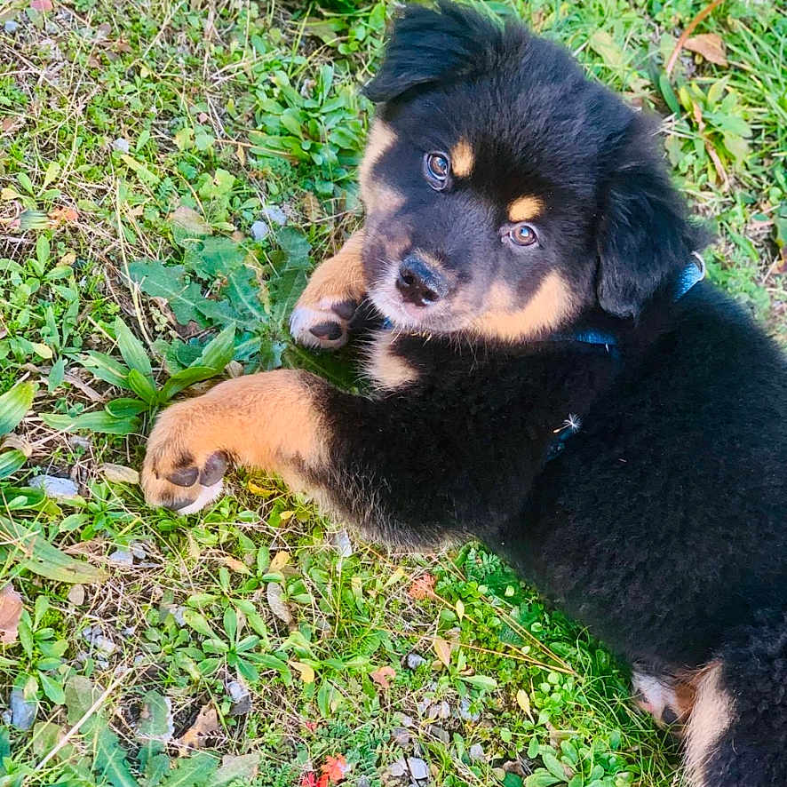 Aston a rejoint le concours — aidez-le/la à gagner de superbes lots ! black_fur, closeup, collar, cute, dirt, dog, eyes, foliage, grass, looking_up, lying_down, outdoor, paws, pet, playful, portrait, puppy, stones, tan_markings, young