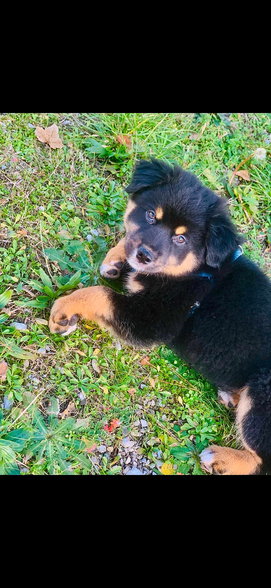 Aston a rejoint le concours — aidez-le/la à gagner de superbes lots ! puppy, dog, grass, outdoor, black_fur, tan_markings, paws, eyes, looking_up, lying_down, cute, pet, collar, closeup, portrait, foliage, dirt, stones, playful, young