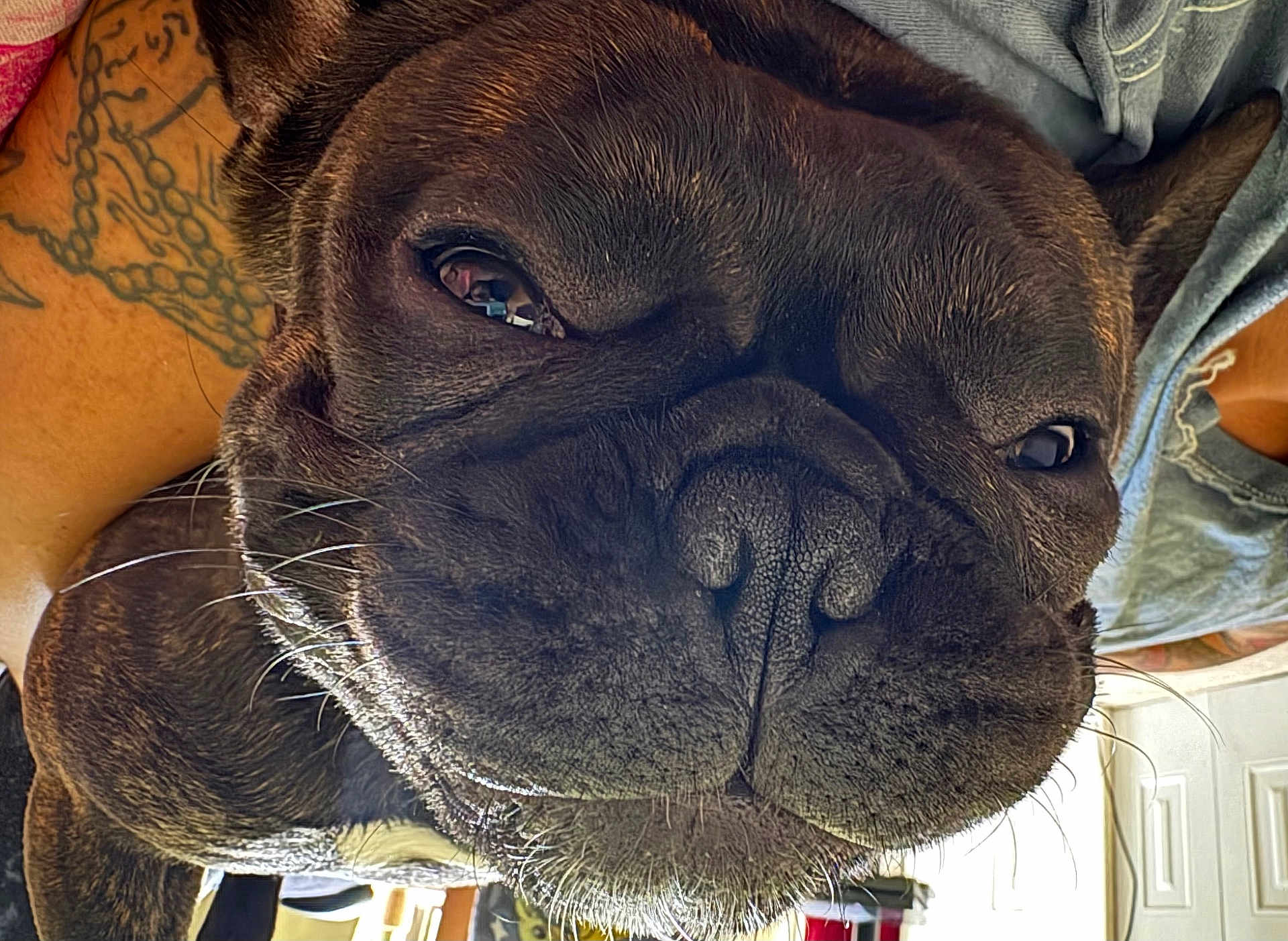 Pumba Mandarin
