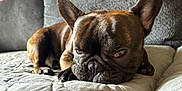 Pumba Mandarin joined the competition — help win amazing prizes! dog, french_bulldog, pet, sleepy, couch, quilted, indoor, close_up, brown_fur, resting, canine, paw, snout, ears, fur, animal, companion, home, relaxed, portrait