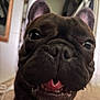dog, french_bulldog, close_up, indoor, pet, playful, tongue_out, carpet, face, ears, cute, animal, mammal, household, blurred_background, canine, portrait, companion, friendly, domestic