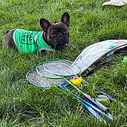 Pumba Mandarin is registered to the contest to win money with this photo: dog, french_bulldog, green_shirt, grass, badminton_racket, shuttlecock, sports_equipment, outdoor, pet, animal, leisure, summer, park, grass_field, white_shoes, footwear, resting, canine, playing, casual