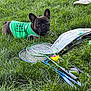dog, french_bulldog, green_shirt, grass, badminton_racket, shuttlecock, sports_equipment, outdoor, pet, animal, leisure, summer, park, grass_field, white_shoes, footwear, resting, canine, playing, casual