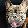 dog, french_bulldog, close_up, tongue_out, pet, brown_eyes, wrinkled_face, ears, collar, animal, cute, companion, domestic_animal, canine, portrait, indoor, friendship, two_dogs, furry, adorable