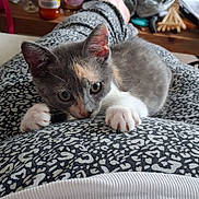 Artémis participe au concours pour gagner de l'argent avec cette photo : kitten, cat, paws, claws, patterned_pants, foot, indoor, bottle, glass, plastic_bag, clutter, table, playful, curious, pet, animal, feline, relaxed, casual, home