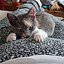 kitten, cat, paws, claws, patterned_pants, foot, indoor, bottle, glass, plastic_bag, clutter, table, playful, curious, pet, animal, feline, relaxed, casual, home