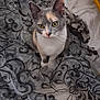 Artémis a rejoint le concours — aidez-le/la à gagner de superbes lots ! cat, calico, curious, yellow_eyes, sitting, patterned_fabric, sheer_cloth, indoor, pet, animal, feline, soft_lighting, closeup, texture, whiskers, ears, tail, resting, background, home