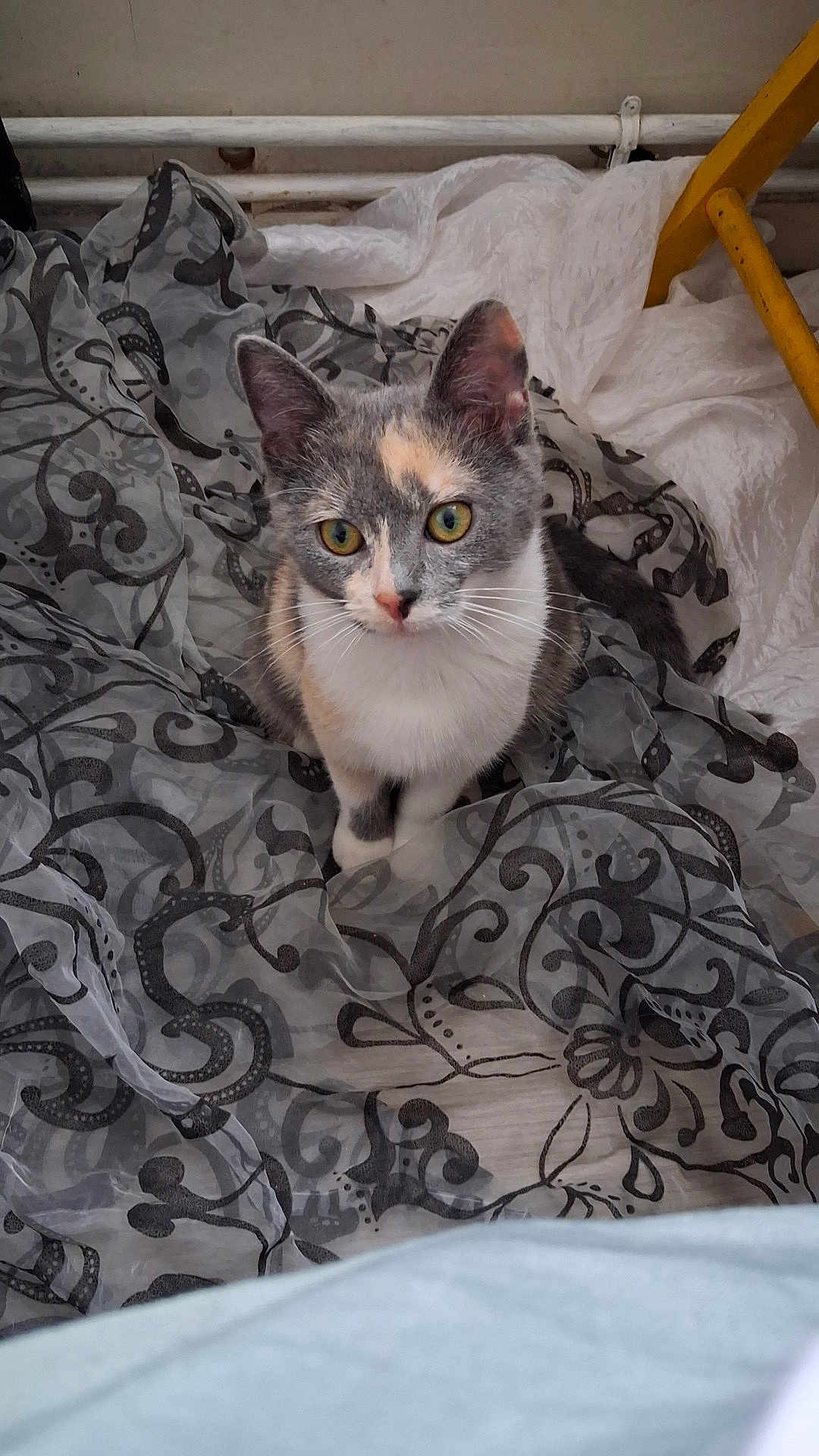Artémis a rejoint le concours — aidez-le/la à gagner de superbes lots ! cat, calico, curious, yellow_eyes, sitting, patterned_fabric, sheer_cloth, indoor, pet, animal, feline, soft_lighting, closeup, texture, whiskers, ears, tail, resting, background, home
