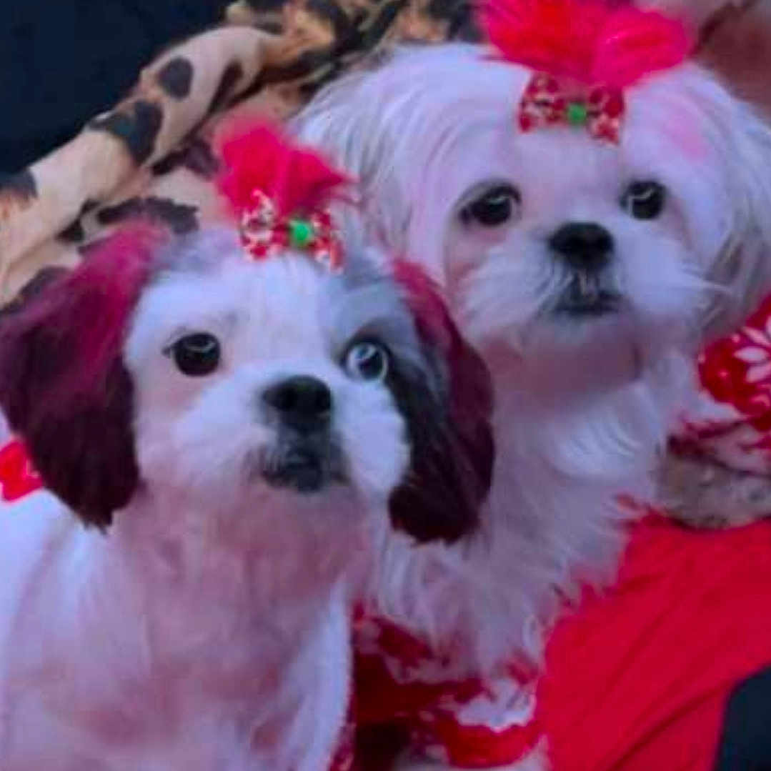 Aurora And Maeve is registered to the contest to win money with this photo: animal, black_nose, blanket, close_up, companions, curious, cute, decorative, dog, festive, fluffy, indoor, leopard_print, pet, red_bow, red_outfit, sitting, small_dog, two_dogs, white_fur