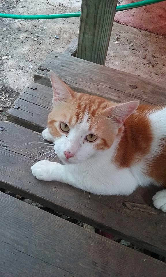 Big Boy is registered to the contest to win money with this photo: carnivore, cat, domestic_short_haired_cat, eye, fawn, felidae, fur, grass, plant, road_surface, sitting, small_to_medium_sized_cats, snout, tail, terrestrial_animal, tree, whiskers, window, wood