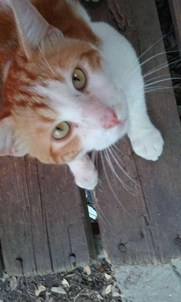 Big Boy is registered to the contest to win money with this photo: carnivore, cat, claw, domestic_short_haired_cat, fawn, felidae, fur, paw, small_to_medium_sized_cats, snout, tail, whiskers, wood