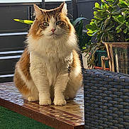 Couillette a rejoint le concours — aidez-le/la à gagner de superbes lots ! cat, fluffy, bench, outdoor, greenery, plant, wicker_chair, sunlight, pet, portrait, feline, sitting, balcony, table, fur, whiskers, eyes, nature, relaxed, domestic_animal