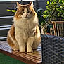 cat, fluffy, bench, outdoor, greenery, plant, wicker_chair, sunlight, pet, portrait, feline, sitting, balcony, table, fur, whiskers, eyes, nature, relaxed, domestic_animal