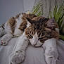 cat, fluffy, sleeping, paws, stretching, white_surface, cushion, indoor, cozy, relaxed, pet, feline, fur, tabby, closeup, mammal, whiskers, ears, face, resting